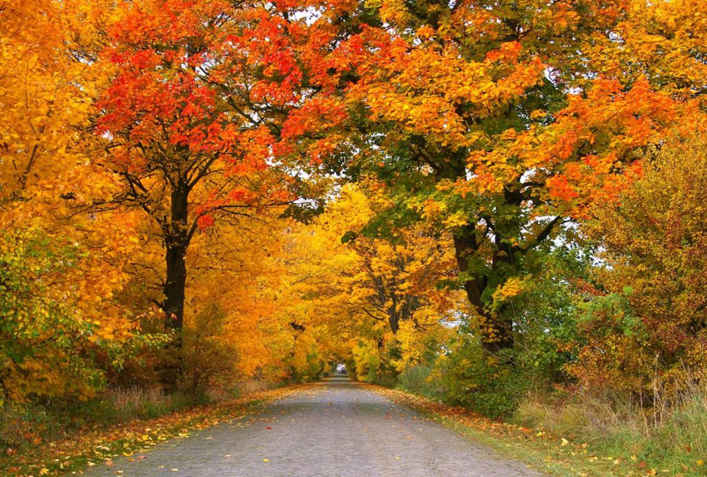 HerfstCheck autobedrijf